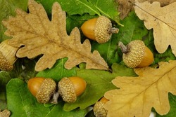 Fresh green and dry brown oak leaves, acorns lie on a white table, natural background
