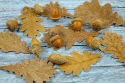 Dry brown oak leaves and acorns lie on a blue wooden board, natural background
