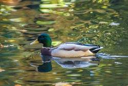 Duck in pond