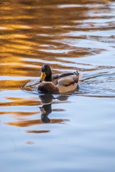 Duck in pond