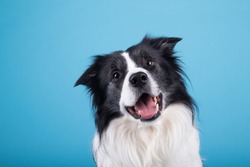 adorable portrait of amazing healthy and happy adult black and white border collie in the photo studio on the blue background
