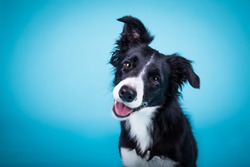 portrait of amazing healthy and happy smart black and white border collie in the photo studio on the blue background
