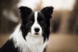 young male black and white border collie posing in the park. healthy. pedigree. purebred. 