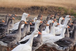 Group of white and gray geese in a meadow on summer day. Domestic geese walking in a flock in a meadow. Close up shot. Concept of animal husbandry