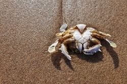 Crab Carapace on sand background. 