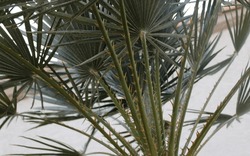 Mini Palm Tree Spiked Closeup 