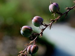 Four, red yucca seed pods attached to a suspended, reddish branch in the canyon. Green, purple, red, blue, round seed pods and a thin, reddish branch against an abstract background.