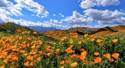 Orange County California Poppies Super Bloom 