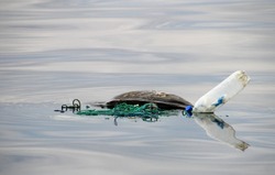 Sea turtle caught in fishing net, Costa Rica, Central America