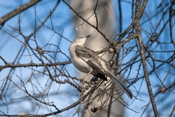 mockingbird sitting on branch in front of blue sky