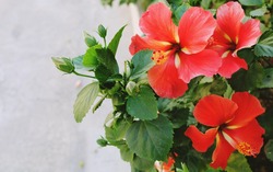 Beautiful Red Hibiscus flower and blurred background