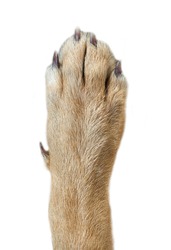 brown dog foot paw isolated on white background. dog foot paw isolated. closeup dog foot paw isolated