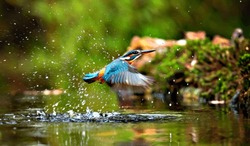 Kingfishers are a family, the Alcedinidae, of small to medium-sized, brightly colored birds in the order Coraciiformes.