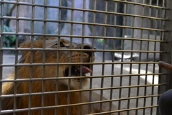 Caged lion waiting for food, feeding animal with a long stick behind the cage. Visitors to the zoo feed the lion in cage, Thailand