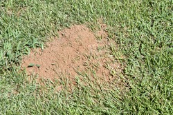 fire ant hill in grass close up looking down