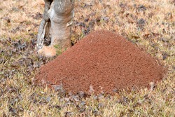 fire ant mound hill looking down huge large