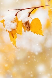 Yellow leaves and catkins of birch tree covered first snow. Winter or late autumn scene, beautiful nature frozen leaf on blurred background, it is snowing. Natural seasonal branches of trees close up.