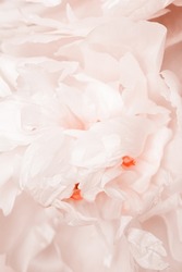 Closeup white peony flower, blurred macro petals pale pink color, natural floral background, selective focus. Natural fresh blossoming flower of peony. Spring blooming, aesthetic flowery nature fon