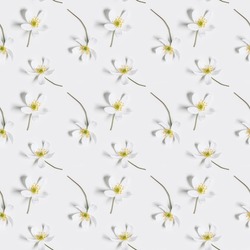 Stylish botanical seamless pattern with spring field flowers Anemone Nemorosa on white. Minimal Floral background, delicate white  Altai wild flower. Nature still life layout, flowery print