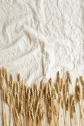 Top view dried ears of cereal crops, durum wheat grain crop  on beige color textile surface background with copy space. Flat lay with ears of wheat on table, minimal still life, harvest concept