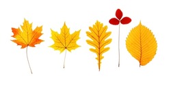 Set close up autumn red yellow leaves with natural texture isolated on white background. Natural fallen autumn leaves of maple, oak, alder, strawberry as decorative element. Seasonal fall herbarium