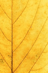 Macro photo of autumn yellow elm leaf with natural texture as natural background. Fall colors aesthetic backdrop with yellow leaves texture close up with veins, autumnal foliage, beauty of nature. 