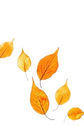 Autumn leaves yellow orange gradient color isolated on white background. Natural fallen autumn leaves of elderberry as decorative elements, vibrant color textured foliage, herbarium of seasonal leaf