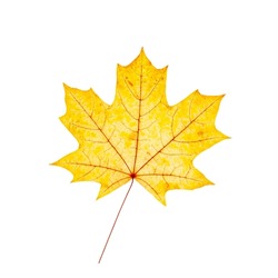 Autumn maple yellow leaf with natural texture isolated  on white background. Natural fallen autumn leaf as decorative element, cutout object. One Seasonal fall leaf 