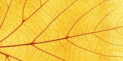 Macro photo of autumn red yellow elm leaf with natural texture as natural banner. Fall colors aesthetic background with yellow leaves texture close up with veins, autumnal foliage, beauty of nature.