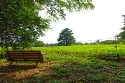 HDR strong contrast of brown bench in the green park, grass field and tree background  for people sitting, concept of lonely, resting, relaxation, isolation and recreation. Selected focus and defocus