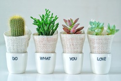 Do what you love, love what you do, beautiful cactus, 