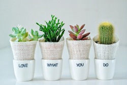 Love what you do, do what you love, beautiful cactus in a pot,