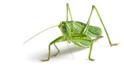 Big green grasshopper on white background close up