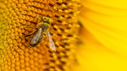 Bee in a yellow pollen, collects sunflower nectar