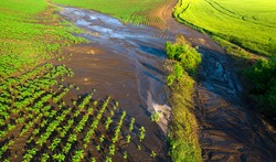Water erosion of the soil. Damage to agricultural crops after rain. Drone view.