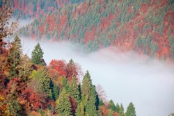 Autumn mountain forest in the fog at dawn. Drone view. Bright multicolored coniferous talist trees on the slopes of the mountains. Top view.