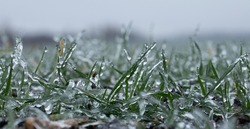Threat to grain harvest. Winter wheat crops are covered with ice.
