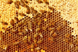 Honey frame with bees, packed honey with nectar spray and pollen. Abstract natural background or texture.