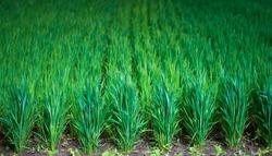 Young green crops of wheat on an agricultural field in the countryside. close-up selective focus.