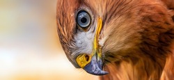Golden eagle, head close-up. Portrait of a bird of prey. Close up