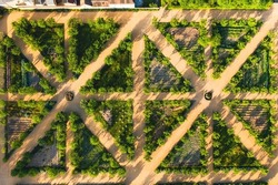 Green plant maze. Labyrinth Garden. geometric pattern of green hedge flowerbed. Hedge cut into a maze like puzzle pattern forming a garden labyrinth. Top down view