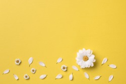 Spring or summer background with copy space for text: chamomiles and petals, white flower with yellow heart. Top view. Flat lay.