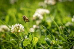 Close up of wild bee in mid-air next to a clover flower. Summer garden shot.