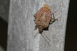 brown marmorated stink bug or shield bug Latin halyomorpha halys from the pentatomidae group of insects on a wooden beam in Italy native to China and Asia but now a serious pest in Europe and the USA