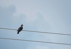 Bird sitting on an electric cable with sky background. A bird on a wire. Vector. Pigeon birds sit on electric wires against the backdrop of a cloudy sky. Birds on electricity wires against blue sky.