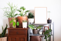 Home decoration with houseplants and mock up frame poster in hipster room