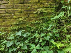 Wall overgrown, ancient brick wall, background, texture, old dilapidated brick wall overgrown with grass.