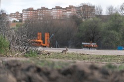 Rabbit looking into the distance with industrial machinery and flats in the background.