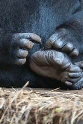 Close-up of the hands and feet of a gorilla.