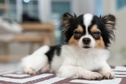 Adorable long/short hair chihuahua dog sleepy lying on mat with home living room background. Beautiful mark with black,brown and white color. Nap or sleeping dog resting on weekend or holiday concept.